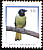 Inca Jay Cyanocorax yncas  2003 Bird definitives 
