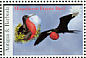 Magnificent Frigatebird Fregata magnificens