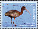 Glossy Ibis Plegadis falcinellus