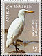 Western Cattle Egret Bubulcus ibis  2009 Birds 