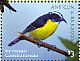 Bananaquit Coereba flaveola