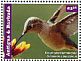 Broad-tailed Hummingbird Selasphorus platycercus  2015 Hummingbirds Sheet