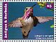 Calliope Hummingbird Selasphorus calliope  2015 Hummingbirds Sheet
