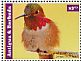 Allen's Hummingbird Selasphorus sasin  2015 Hummingbirds Sheet