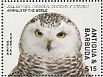 Snowy Owl Bubo scandiacus