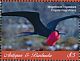 Magnificent Frigatebird Fregata magnificens