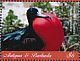 Magnificent Frigatebird Fregata magnificens  2018 Frigatebird Sheet