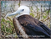 Magnificent Frigatebird Fregata magnificens  2019 Seabirds Sheet