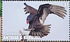 Turkey Vulture Cathartes aura  2020 Turkey Vultures Sheet