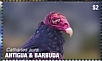 Turkey Vulture Cathartes aura