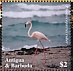 American Flamingo Phoenicopterus ruber  2020 Flamingo Sheet