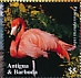 American Flamingo Phoenicopterus ruber  2020 Flamingo Sheet