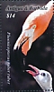 American Flamingo Phoenicopterus ruber  2020 Flamingo  MS
