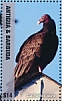 Turkey Vulture Cathartes aura