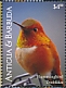 Rufous Hummingbird Selasphorus rufus