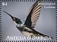 Collared Inca Coeligena torquata  2021 Hummingbird  MS
