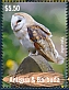 Western Barn Owl Tyto alba  2023 Barn Owl Sheet