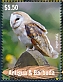 Western Barn Owl Tyto alba