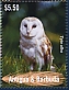 Western Barn Owl Tyto alba  2023 Barn Owl Sheet