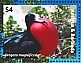 Magnificent Frigatebird Fregata magnificens