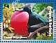 Magnificent Frigatebird Fregata magnificens