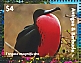 Magnificent Frigatebird Fregata magnificens