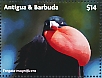 Magnificent Frigatebird Fregata magnificens