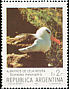 Black-browed Albatross Thalassarche melanophris