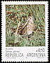 Magellanic Snipe Gallinago magellanica