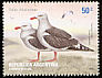 Dolphin Gull Leucophaeus scoresbii  2002 Islas Malvinas 