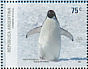 Adelie Penguin Pygoscelis adeliae