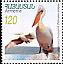 Dalmatian Pelican Pelecanus crispus  2007 Birds 