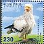 Egyptian Vulture Neophron percnopterus