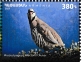 Chukar Partridge Alectoris chukar