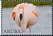 American Flamingo Phoenicopterus ruber