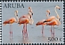 American Flamingo Phoenicopterus ruber