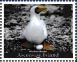 Masked Booby Sula dactylatra