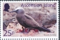 Brown Noddy Anous stolidus