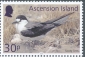Sooty Tern Onychoprion fuscatus