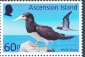 Brown Booby Sula leucogaster