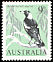 Australian Magpie Gymnorhina tibicen