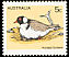 Hooded Plover Charadrius cucullatus