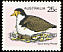 Masked Lapwing Vanellus miles