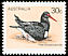 Pied Oystercatcher Haematopus longirostris  1978 Australian birds 