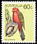 Australian King Parrot Alisterus scapularis  1980 Australian birds 