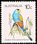 Golden-shouldered Parrot Psephotellus chrysopterygius  1983 Australian birds 