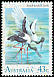 Black-necked Stork Ephippiorhynchus asiaticus  1991 Birds 