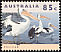 Australian Pelican Pelecanus conspicillatus  1994 Australian wildlife 
