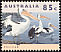 Australian Pelican Pelecanus conspicillatus