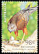 Red Goshawk Erythrotriorchis radiatus